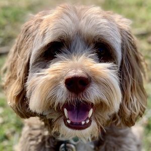 Meet your Posher, Susan